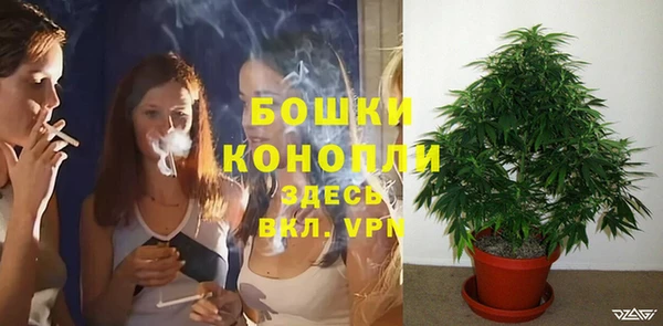 сатива Ростов
